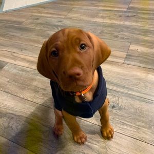Meet your Posher, Sydne